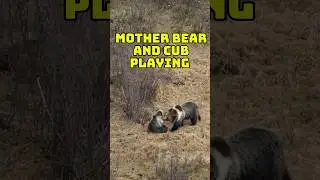 Cute Young Cub and Mother Bear Playing in the Himalayas! 🐻😍 Tibetan Blue Bears