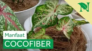 Manfaat & Cara Pemasangan Cocofiber Untuk Tanaman Hias | Aktivitas Merawat Tanaman Hias
