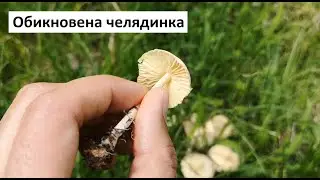 Обикновена челядинка