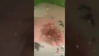 Домашний , декоративный Крабик . Краб ручной . Домашние крабы