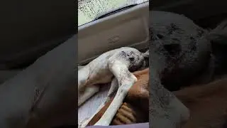 Как кусает волк