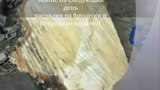 Как высушить березовый сувель