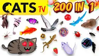 CATS TV 📺🐭 200 in 1 😻 ULTIMATE Compilation for CATS 💛 4K 🔴 60FPS 🔈 3D SOUND