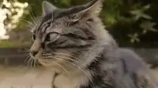 Засада