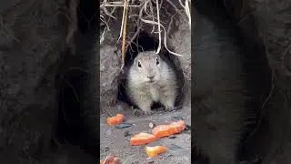 Горный суслик с аппетитом жрёт😈🌿🥕🥕🥕