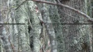 SNIPER SATISFACTION