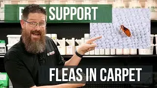 What's the Best Way to Treat Fleas in Carpet? | Pest Support