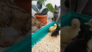 ИШ ТЫ КАКОЙ СМЕЛЫЙ! 