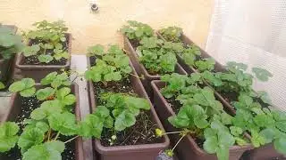 Плодородие небольшого огорода Органическое земледелие Испания