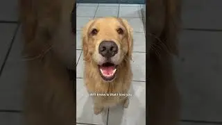 Do you want to know the best thing about dogs? 🥺 