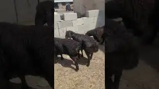 тоза хсори кузилар келди ☎️+998916784343☎️