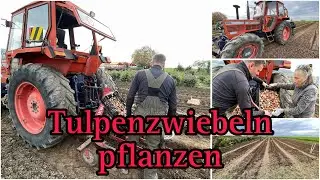 Tulpen gepflanzt 😀
