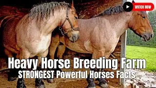 Heavy Horse Breeding Farm | STRONGEST Powerful Horses Facts