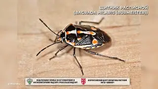 Щитник расписной (Bagrada hilaris (Burmeister))