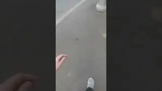 для хомяков