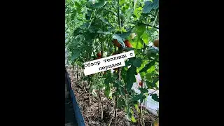 Обзор теплицы с перцами