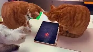 CATS GAMING 🐈🐈‍⬛🐾 #cutecats #cat