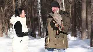 Проект по восстановлению численности сокола-балобана в ленточных борах