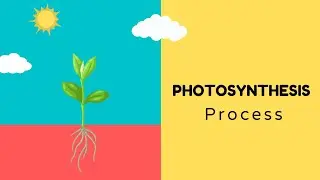 Photosynthesis
