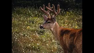 A Hunter's Story with Jim Flood