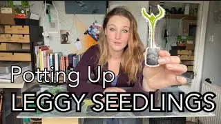 Leggy Seedlings || How to fix leggy seedlings