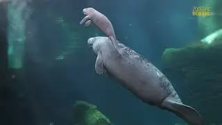Beauval : un tour du monde sur terre, dans les airs et sous l'eau !