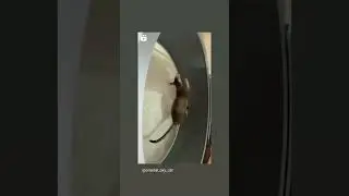 И снова в Новоселье тренировки 😻🐾
