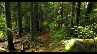 Pexels Videos 1448735 @ 
