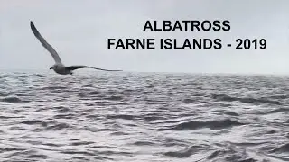 Albatross at Farne Islands (Nikon P900) - 2019