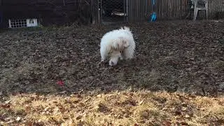 ASMR poochon puppy playing in leaves