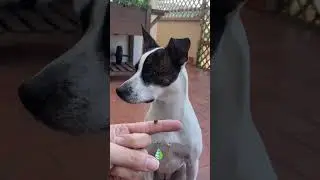 La REACCIÓN de un PERRO al ver una MARIQUITA por primera vez 🐶🐞 