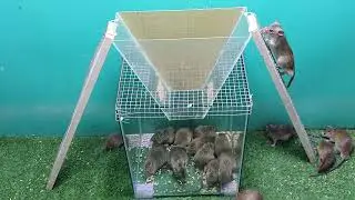 good mouse trap/mouse trap /rat trap/Electric mouse trap / mouse trap using 12v . battery