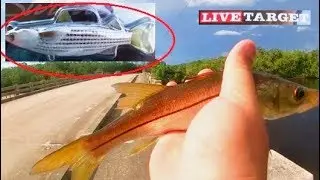 Can The Live Target SwimBait Catch Snook?