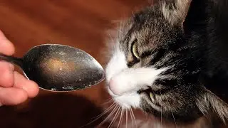 Кот и собака едят пену
