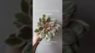 Фиалки Листовые Химеры