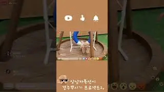 경주 뿌신 복떠니 part.2🐶