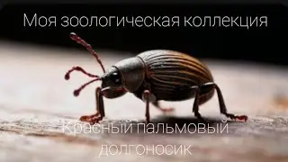 красный пальмовый долгоносик (Rhynchophorus ferrugineus) [членистоногие]