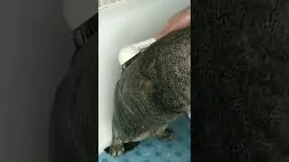 Как спасти кота от летней жары 🔥