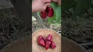 Picking fresh fruit, interesting fruit video & Funny Fruit Video❤ Fruit Unzip Video#fruits