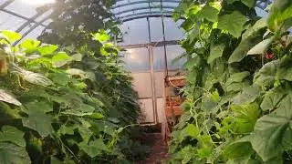 Огурцы в зимней теплице