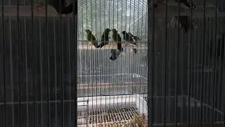 First time filmed is scary. My Gouldian Finches aren’t fans of the camera just yet. 