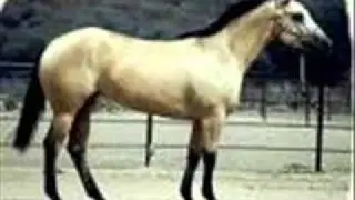 LOS ALEGRES DE TERAN .-. El Caballo Bayo