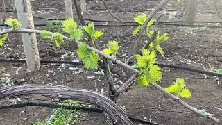 Нормировка побегами плодоносящих кустов винограда. Когда, как и другое важное