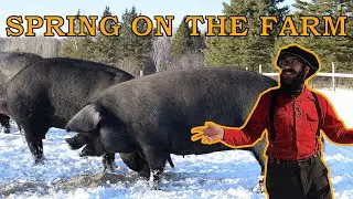 Large Black Hogs, Line Back Cattle, Sawmilling & More - Spring on The Homestead