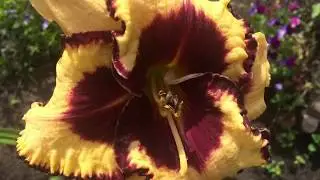 ***ЦВЕТЫ В МОЕМ САДУ*** КОТЫ и ДАЧА***