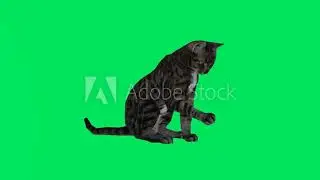 Animal green screen 3d Black cat sitting from the angle of three corners