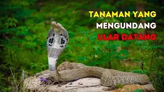 5 Jenis Tanaman Disukai Ular, Jangan Ditanam di Pekarangan! #ular #tanamanhias #tanaman