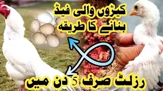 How To Grow Chicks Faster By Live Food || #shehrmaingaoon #petsvlog #murgipalan