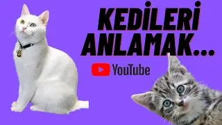 KEDİLERİ ANLAMAK...