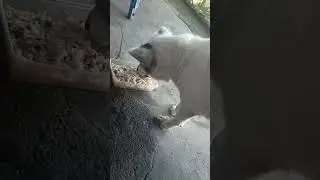 KAIN KAMI MADAMI 🦮🐶